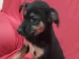 Cachorro raça SRD-ViraLata idade 2 a 6 meses nome Pretinho 