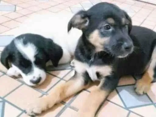 Cachorro raça SRD-ViraLata idade 2 a 6 meses nome Bebês machinhos 