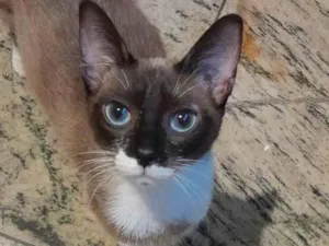 Gato raça Srd idade 7 a 11 meses nome Mãezinha e filhotinhos