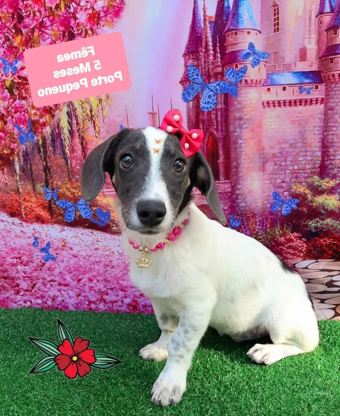 Cachorro raça SRD-ViraLata idade 2 a 6 meses nome Branca de neve