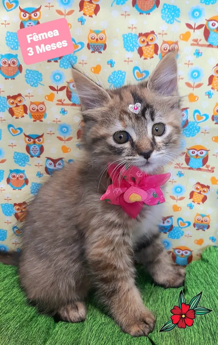 Gato raça SRD-ViraLata idade 2 a 6 meses nome Liro