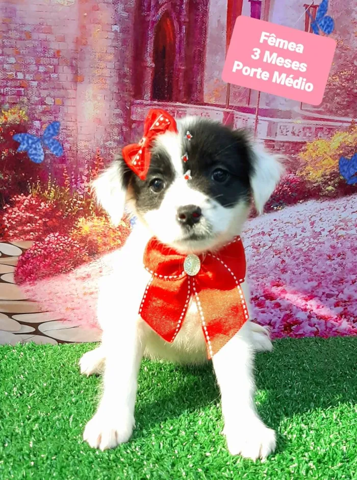 Cachorro ra a SRD-ViraLata idade 2 a 6 meses nome Cruela