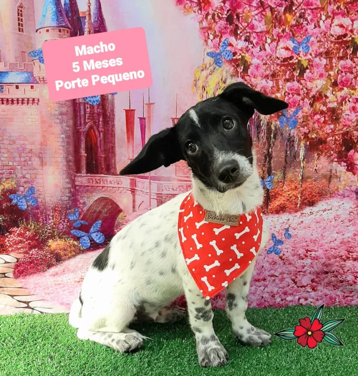 Cachorro raça SRD-ViraLata idade 2 a 6 meses nome Rei