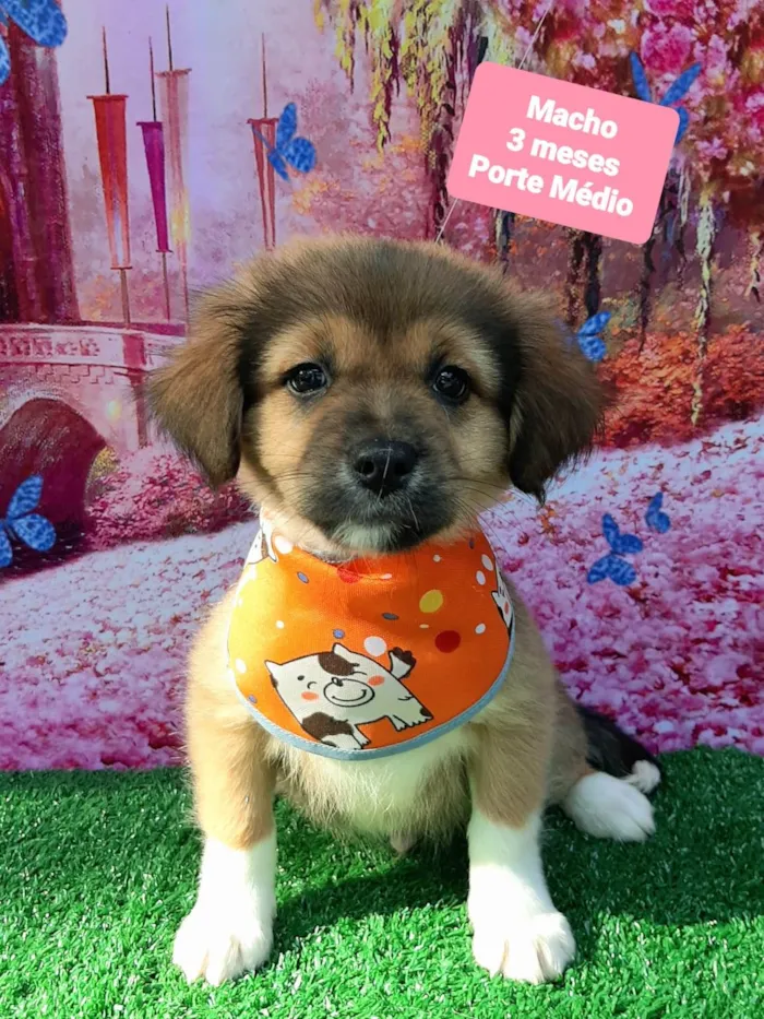 Cachorro raça SRD-ViraLata idade 2 a 6 meses nome Dean 