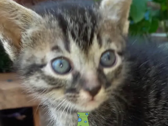 Gato ra a Mestica  idade Abaixo de 2 meses nome Pingo 