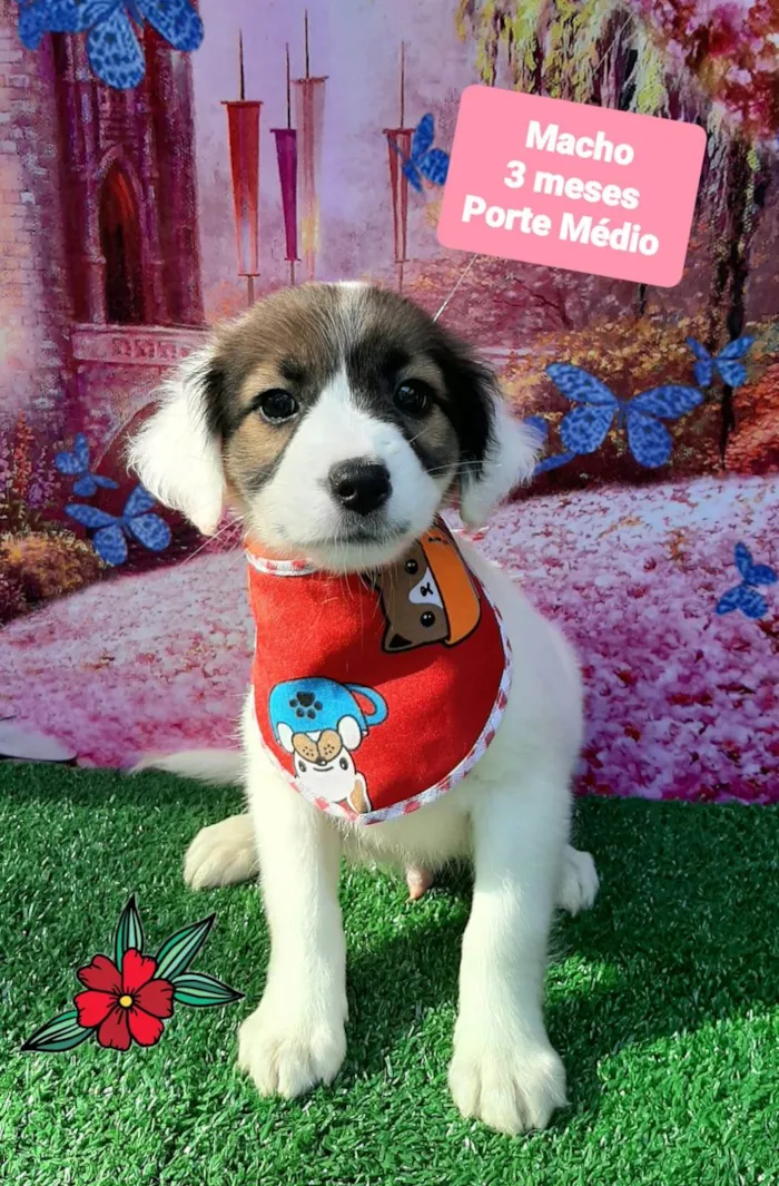 Cachorro raça SRD-ViraLata idade 2 a 6 meses nome Rique