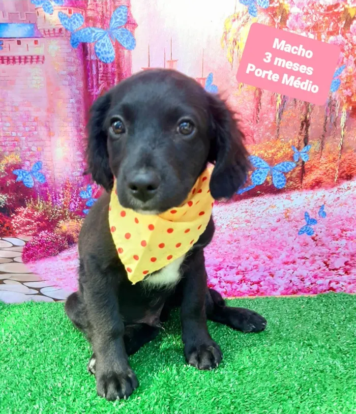 Cachorro raça SRD-ViraLata idade 2 a 6 meses nome Julio