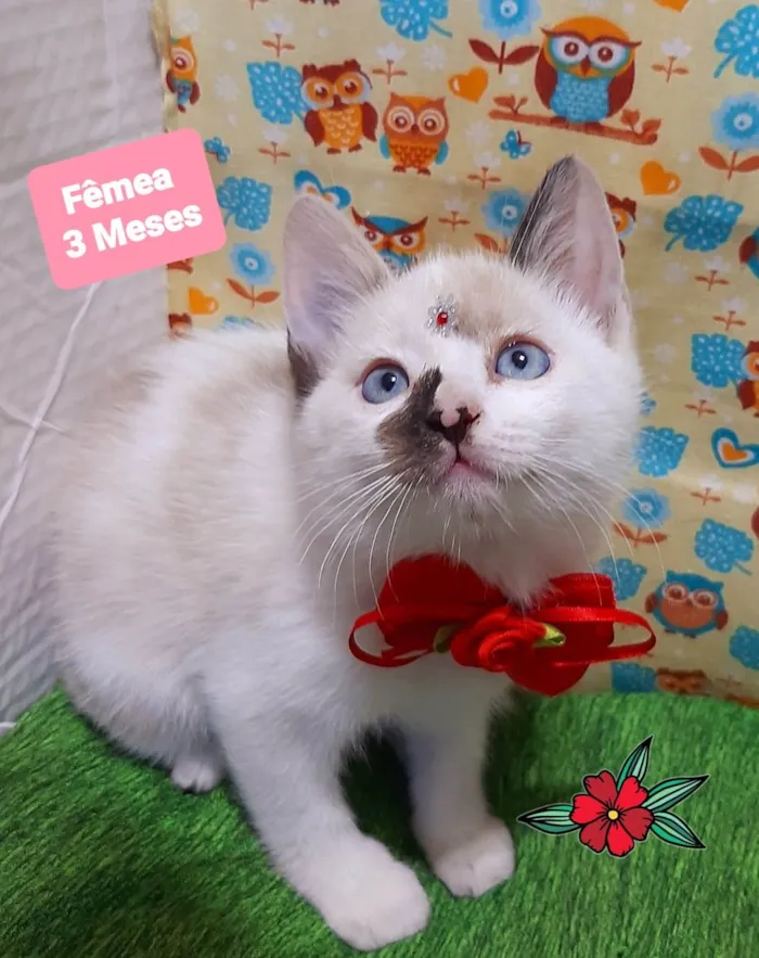 Gato raça SRD-ViraLata idade 2 a 6 meses nome Moana