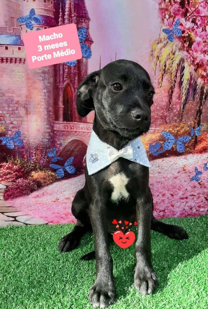 Cachorro raça SRD-ViraLata idade 2 a 6 meses nome Yan 