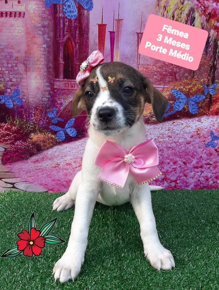 Cachorro raça SRD-ViraLata idade 2 a 6 meses nome Riana 