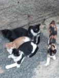 Gatos