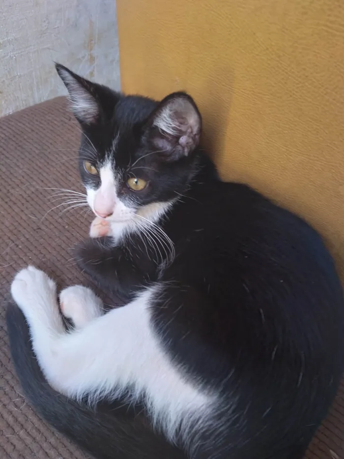 Gato ra a SRD-ViraLata idade 2 a 6 meses nome Gatos