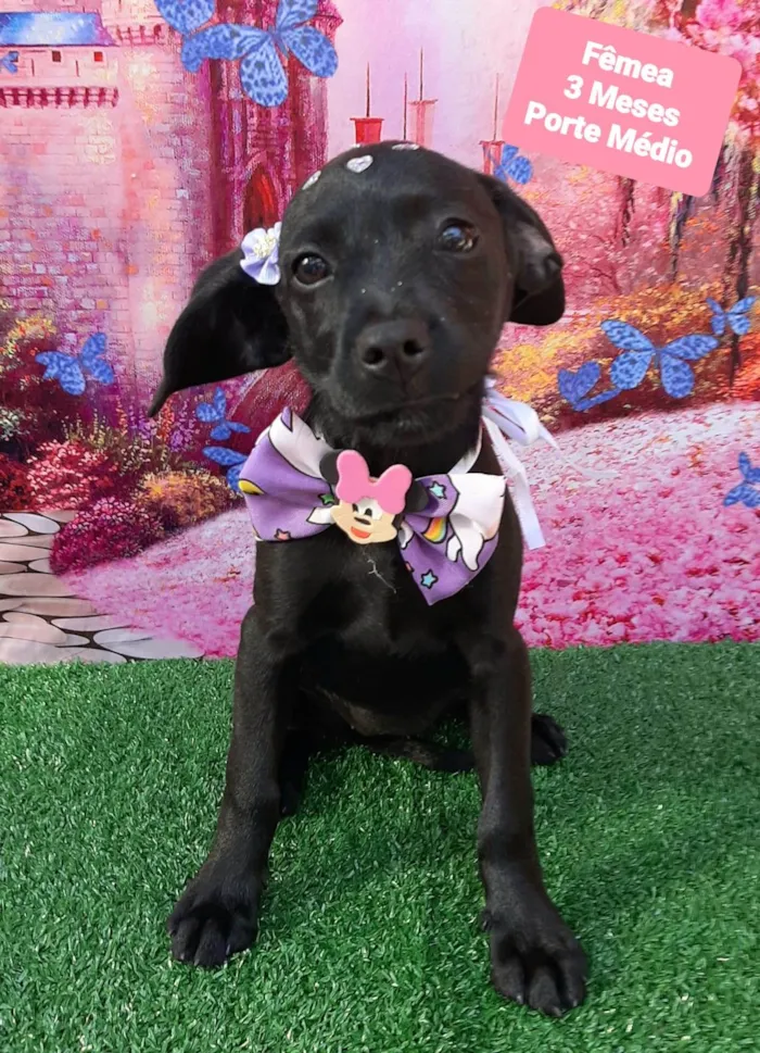 Cachorro raça SRD-ViraLata idade 2 a 6 meses nome Betina