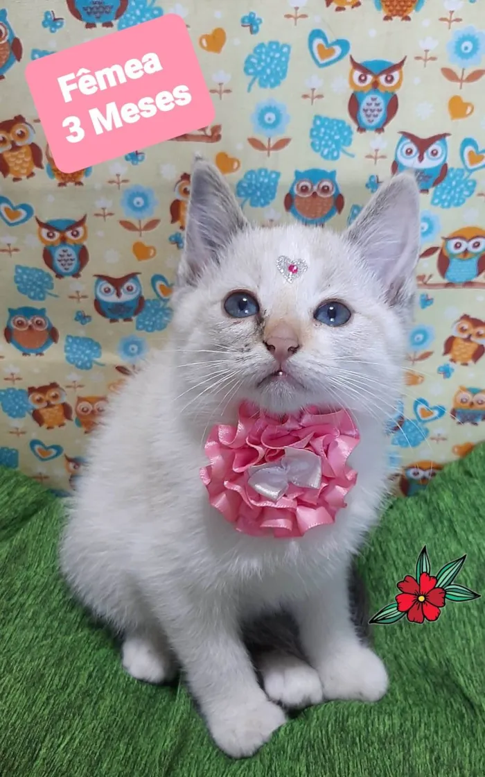 Gato raça SRD-ViraLata idade 2 a 6 meses nome Riqueza 