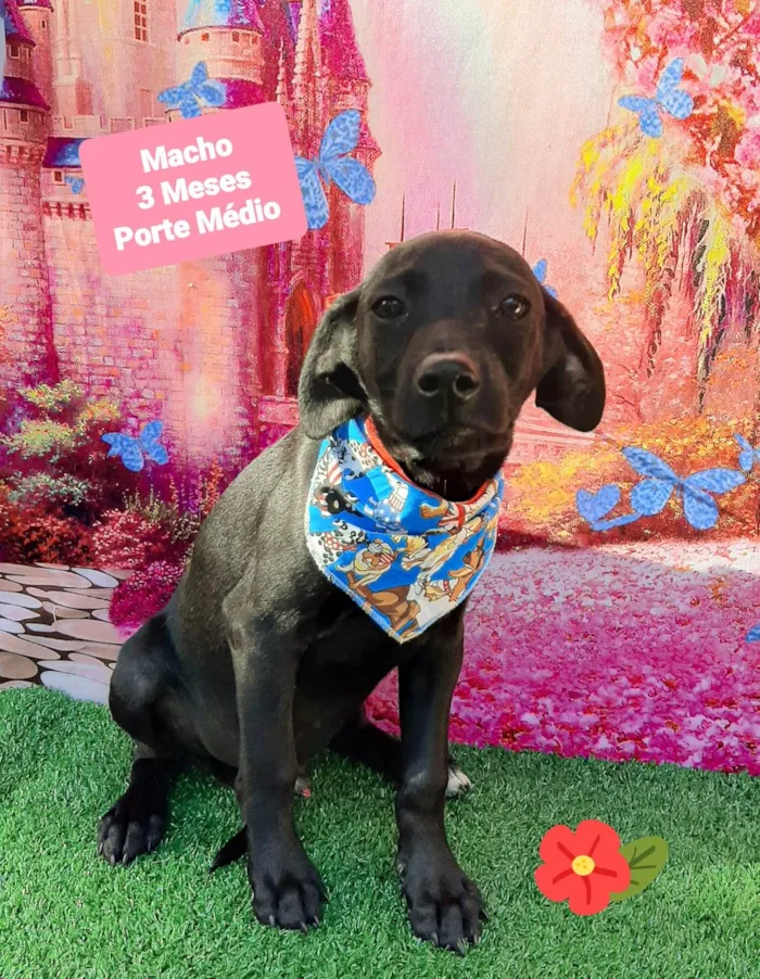 Cachorro raça SRD-ViraLata idade 2 a 6 meses nome Betinho 