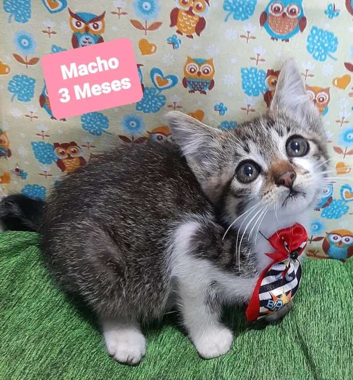 Gato raça SRD-ViraLata idade 2 a 6 meses nome Ben