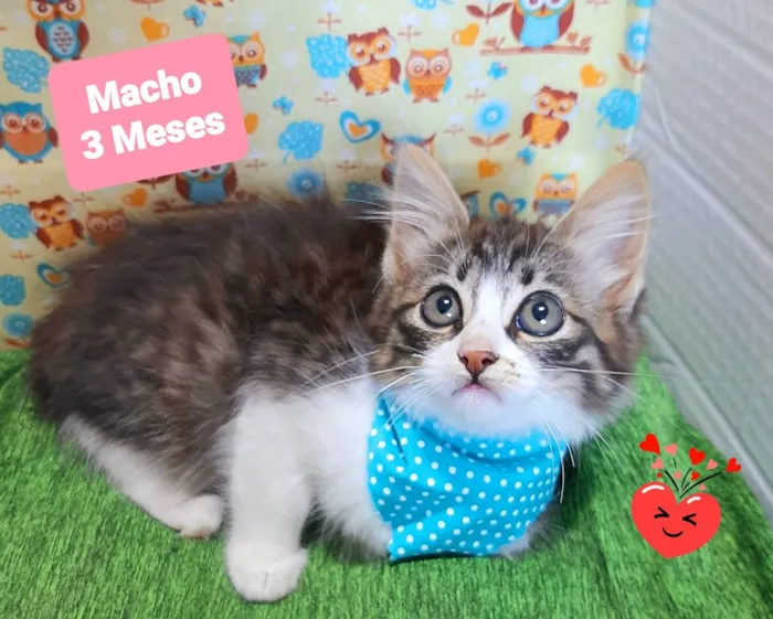 Gato raça SRD-ViraLata idade 2 a 6 meses nome Dilan 