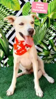 Cachorro raça SRD-ViraLata idade 2 anos nome Marley 