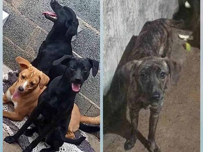 Cachorro ra a Vira lata idade 2 anos nome Molly, Mark, Beethoven e Iena