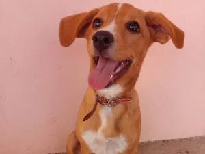 Cachorro raça Vira lata idade 2 anos nome Molly, Mark, Beethoven e Iena