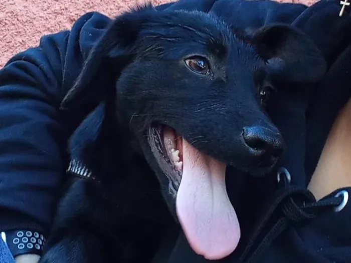 Cachorro ra a Vira lata idade 2 anos nome Molly, Mark, Beethoven e Iena