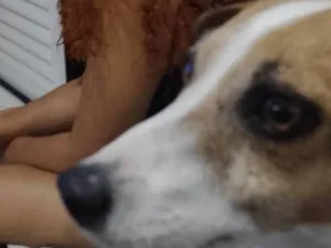 Cachorro raça Jack russel terrier idade 4 anos nome Jack