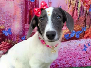 Cachorro raça SRD-ViraLata idade 2 a 6 meses nome Branca de neve