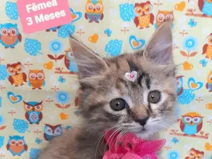 Gato raça SRD-ViraLata idade 2 a 6 meses nome Liro