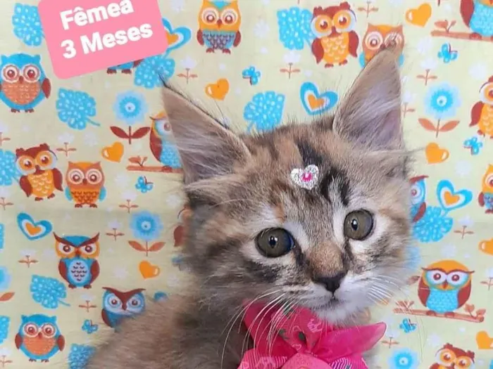 Gato raça SRD-ViraLata idade 2 a 6 meses nome Liro