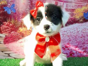 Cachorro raça SRD-ViraLata idade 2 a 6 meses nome Cruela
