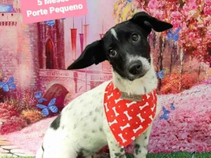Cachorro raça SRD-ViraLata idade 2 a 6 meses nome Rei