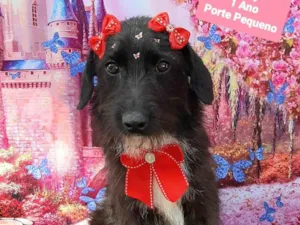 Cachorro raça SRD-ViraLata idade 1 ano nome Maly