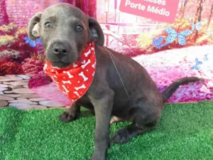 Cachorro raça SRD-ViraLata idade 2 a 6 meses nome Zack