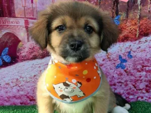 Cachorro raça SRD-ViraLata idade 2 a 6 meses nome Dean 