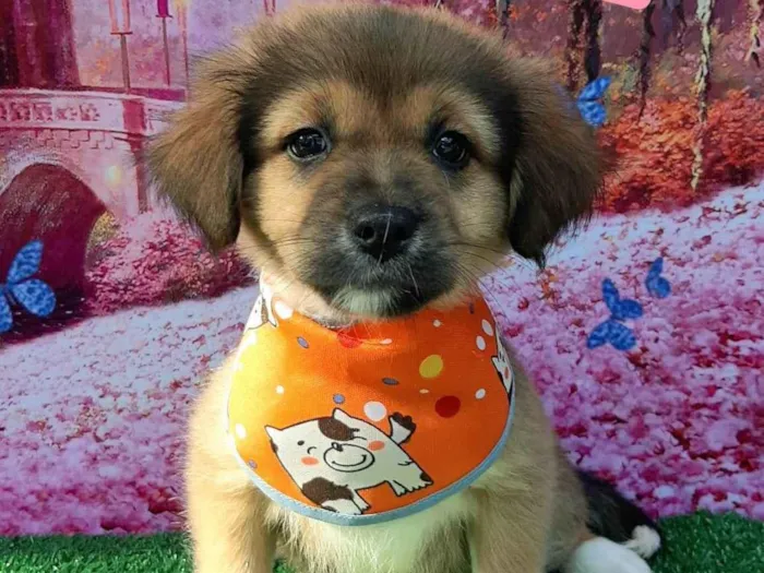 Cachorro raça SRD-ViraLata idade 2 a 6 meses nome Dean 