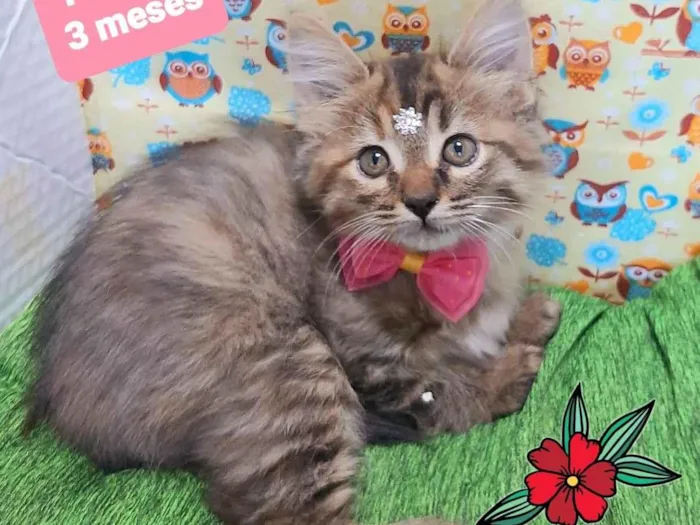 Gato raça SRD-ViraLata idade 2 a 6 meses nome Kinha