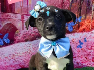 Cachorro raça SRD-ViraLata idade 2 a 6 meses nome Cinderela 