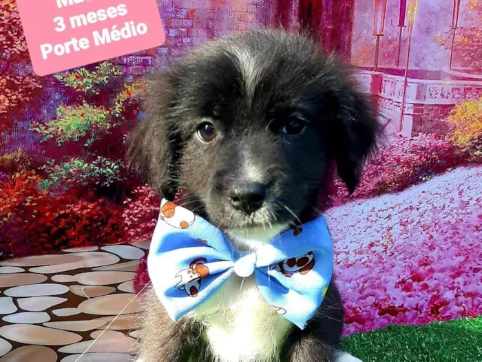 Cachorro raça SRD-ViraLata idade 2 a 6 meses nome Príncipe 