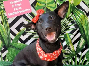 Cachorro raça SRD-ViraLata idade 2 anos nome Pretinha 