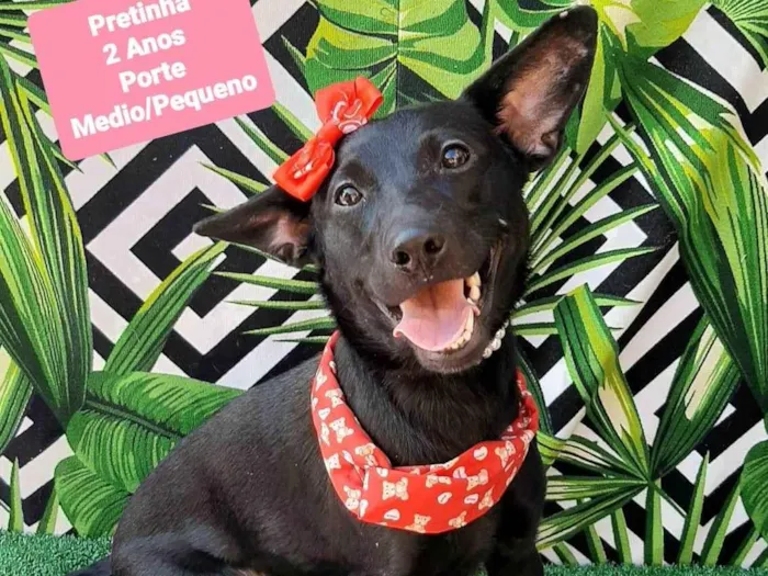Cachorro raça SRD-ViraLata idade 2 anos nome Pretinha 