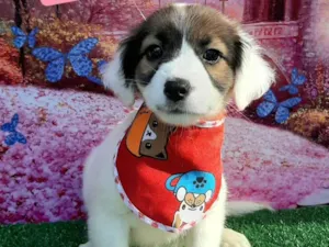 Cachorro raça SRD-ViraLata idade 2 a 6 meses nome Rique