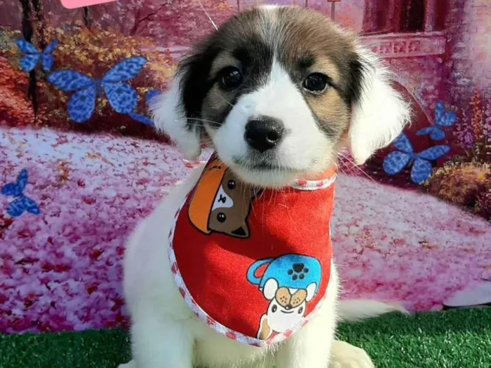 Cachorro raça SRD-ViraLata idade 2 a 6 meses nome Rique