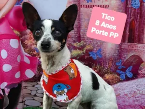 Cachorro raça SRD-ViraLata idade 6 ou mais anos nome Tico 