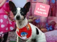 Cachorro raça SRD-ViraLata idade 6 ou mais anos nome Tico 