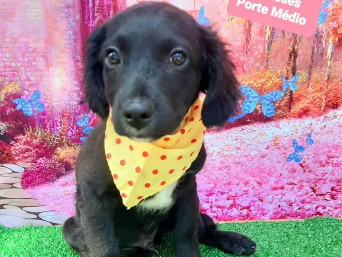 Cachorro raça SRD-ViraLata idade 2 a 6 meses nome Julio