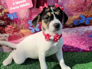 Cachorro raça SRD-ViraLata idade 2 a 6 meses nome Maite