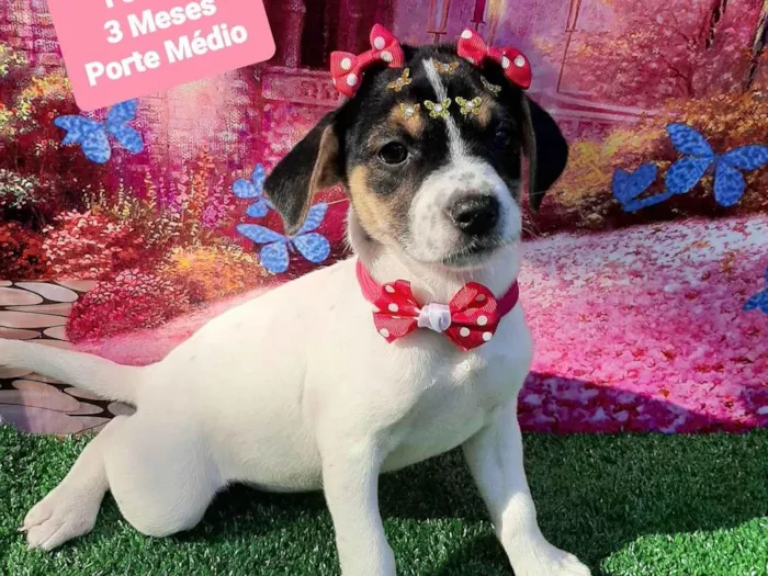 Cachorro raça SRD-ViraLata idade 2 a 6 meses nome Maite