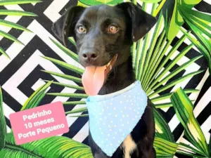 Cachorro raça SRD-ViraLata idade 7 a 11 meses nome Pedrinho 