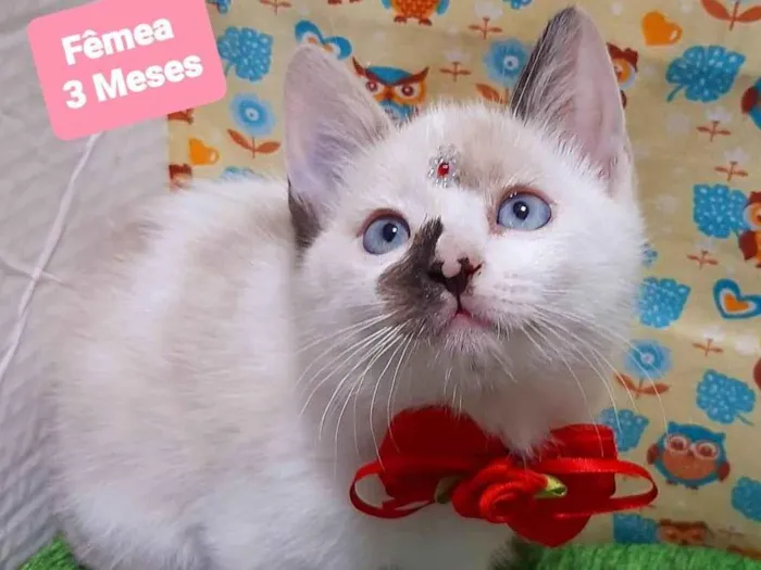 Gato raça SRD-ViraLata idade 2 a 6 meses nome Moana