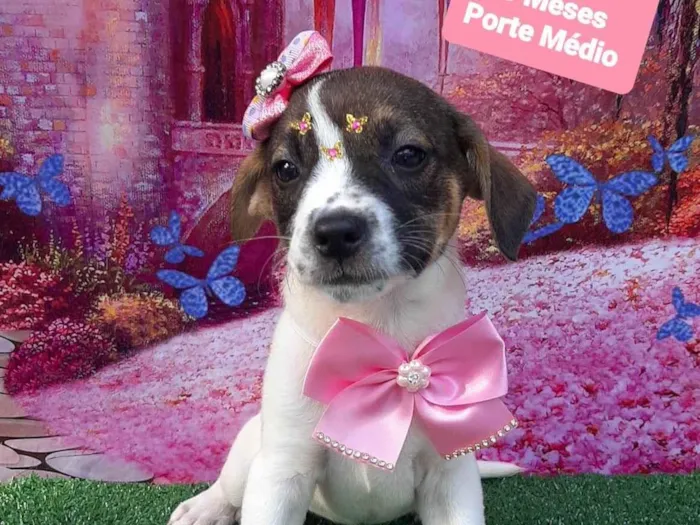 Cachorro raça SRD-ViraLata idade 2 a 6 meses nome Riana 